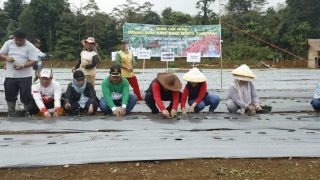 Menjelang Bulan Ramadan, Bupati Bungo Tanam Cabe Merah Seluas 3 Hektar